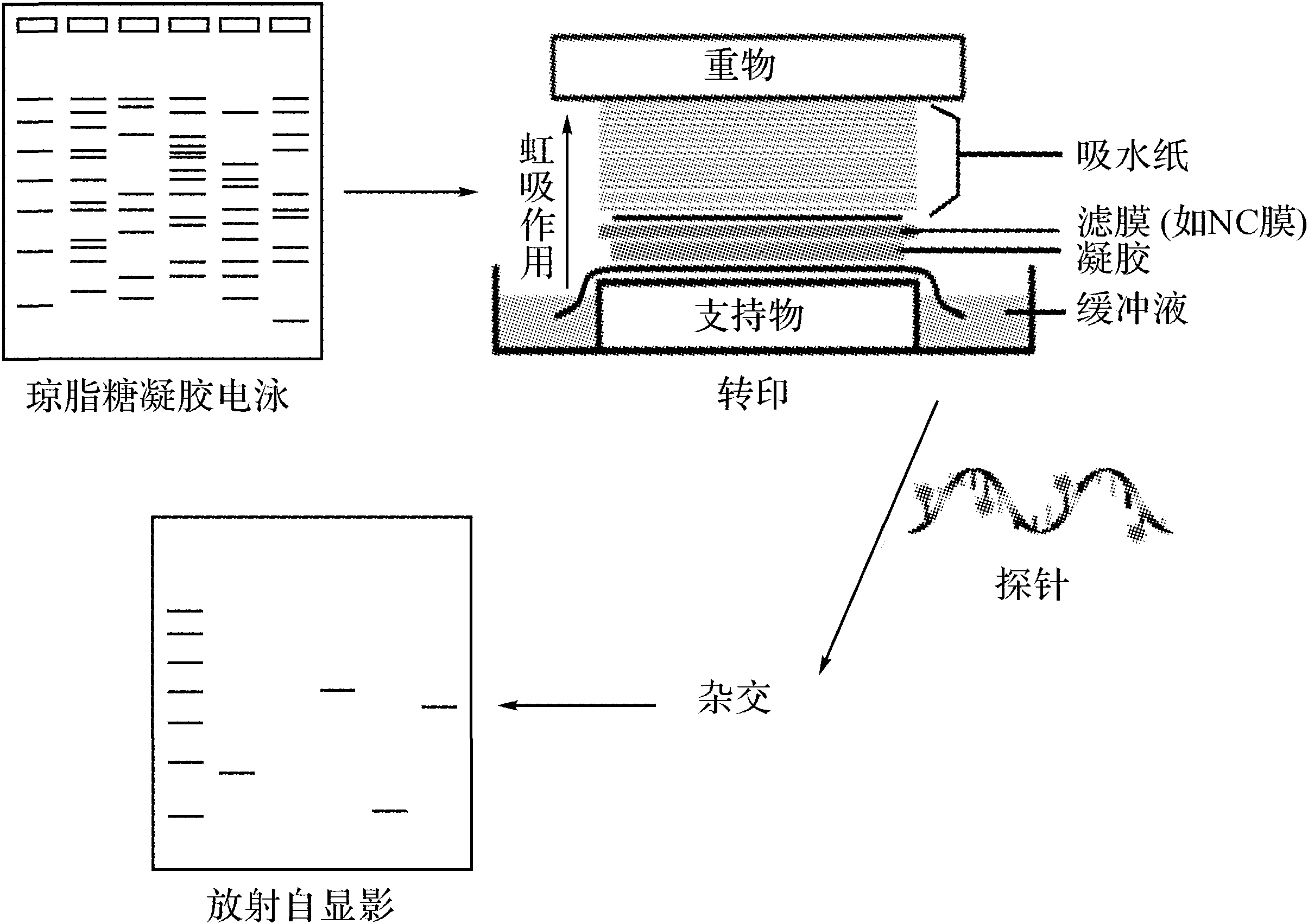 第三節(jié) Southern印記